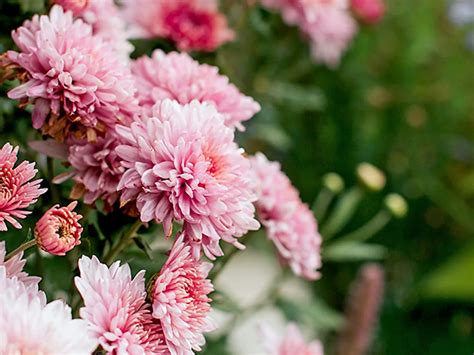 Fotografia plamenníkov v kvetináčoch na terase