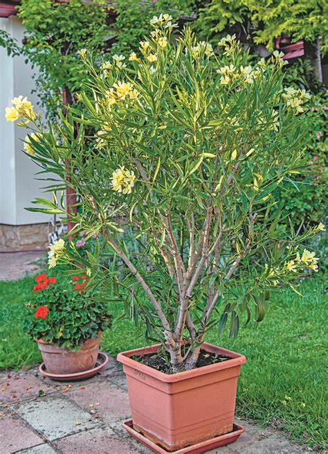 Detailný pohľad na kvitnúci oleander v kvetináči na terase
