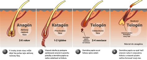 infografika znázorňujúca cyklus rastu detských vlasov od narodenia po prvý rok života
