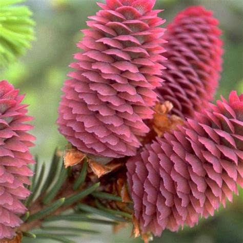 Smrek obyčajný (Picea abies)