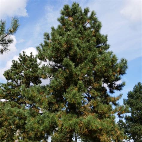 Borovica čierna s dlhými ihlicami