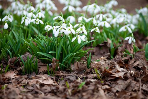 Schéma optimálneho sezónneho hnojenia jahôd (jar, obdobie plodenia, jeseň)