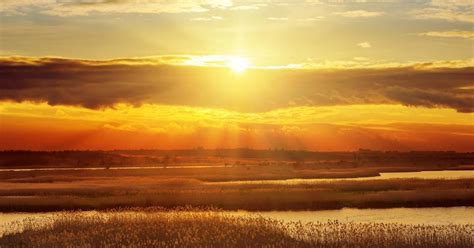 Infografika s optimálnymi podmienkami pre pestovanie slnečníc: slnečné svetlo, typ pôdy, zálievka, hnojenie.