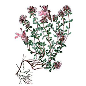 Dizajnérska poznámka: Ilustrácia štítnej žľazy s vyznačenými oblasťami, kde by mohla pôsobiť materina dúška a ďalšie bylinky.