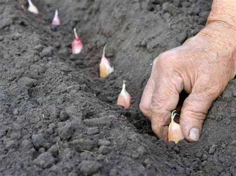 schéma prípravy pôdy pre výsadbu cesnaku