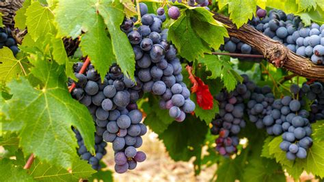 Grafické znázornenie zloženia čierneho hrozna s vyznačenými antioxidantmi