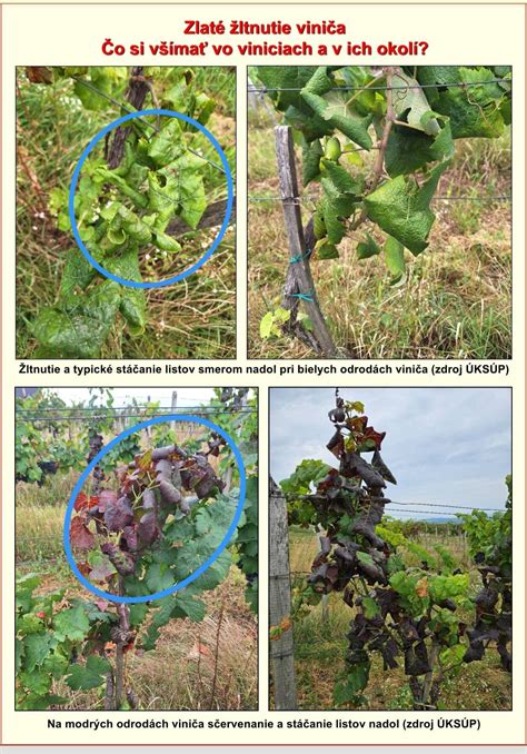 Ilustrácia správneho zasadenia viniča s oporou