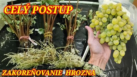 Schema znázorňujúca postup odoberania a zakoreňovania odrezkov cyprušteka.