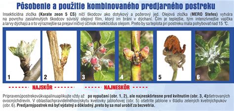 vizuálna schéma znázorňujúca fenologické fázy ovocných stromov s vyznačeným optimálnym termínom pre predjarný postrek (od štádia 