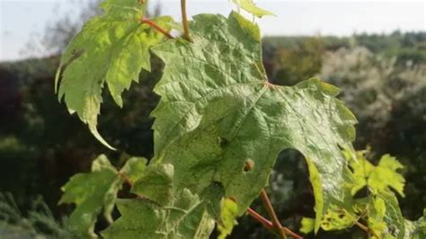 Fotografie bežných chorôb viniča