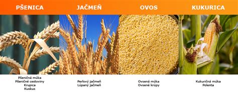Základné typy obilnín: Pšenica, Raž, Jačmeň, Ovos, Kukurica, Ryža