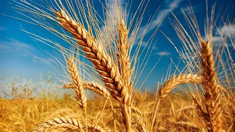 Zrelé klasy pšenice a raže na poli