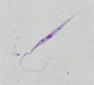 Ilustrácia binárneho delenia prvoka