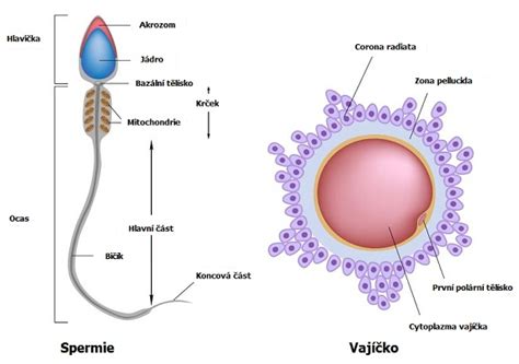 Schéma stavby spermie a vajíčka