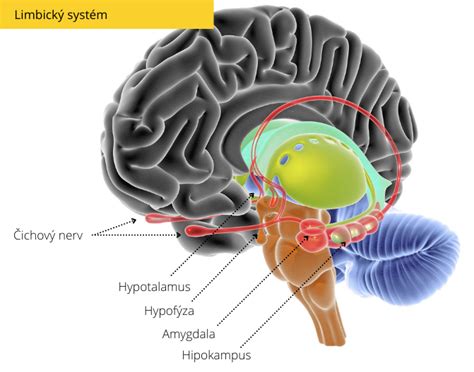 Schéma limbického systému s vyznačenými štruktúrami ako hipokampus, amygdala a hypotalamus.