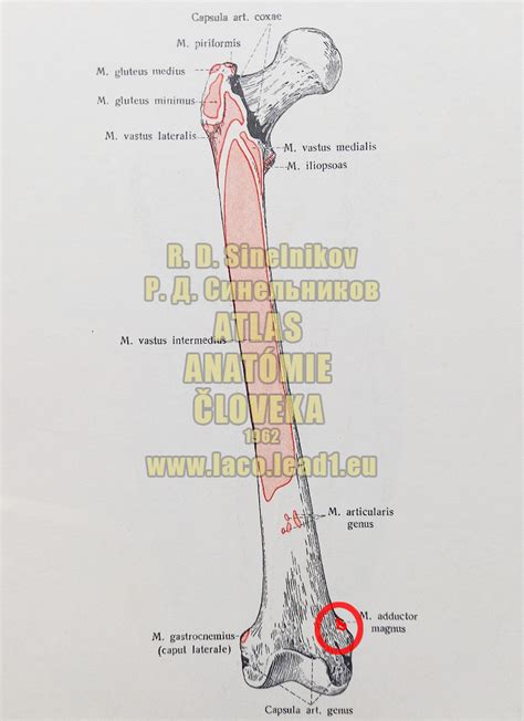 Schéma: Anatómia fikusu s označením miesta vhodného na rez pri rozmnožovaní (vrcholový vs. stonkový odrezok)