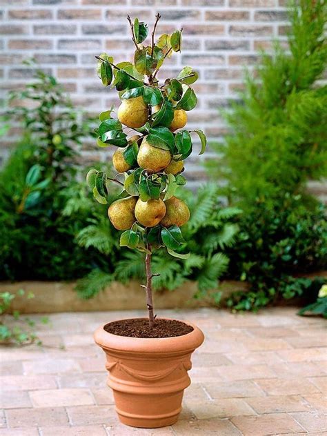 ilustrácia rôznorodosti okrasných stromov v kvetináčoch na terase