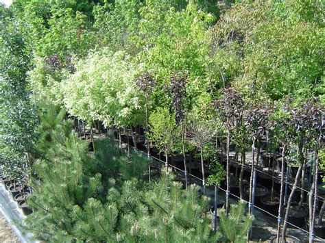 Ilustračná fotografia rôznych okrasných drevín v záhradnom centre