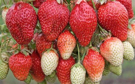 Detailné fotografie rôznych odrôd jahôd