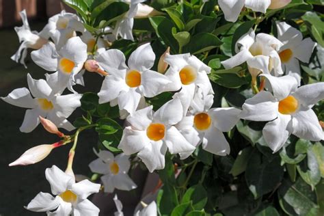 Odroda Mandevilla boliviensis s bielymi kvetmi