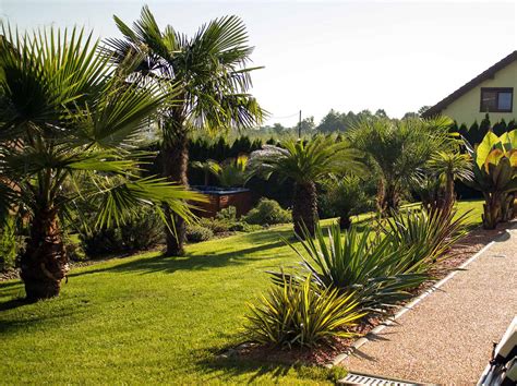 Ilustrácia vhodného miesta na výsadbu palmy v záhrade, chráneného pred vetrom a s dostatkom slnka.