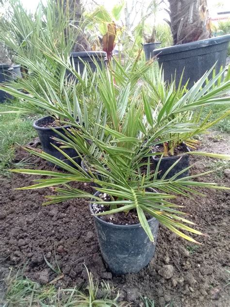 Detail zimnej ochrany palmy: zviazané listy, zakrytý kmeň a konštrukcia s izolačným materiálom.