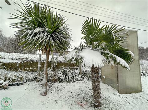 Porovnávacie fotografie palmy pred a po regenerácii, ukazujúce zlepšenie stavu listov a rastu.