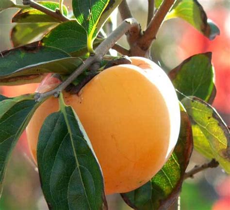 Zdravý broskyňový strom s bohatou úrodou