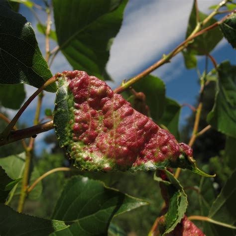 Ilustrácie alebo fotografie listov broskýň s príznakmi chorôb (kučeravosť, škvrnitosť)