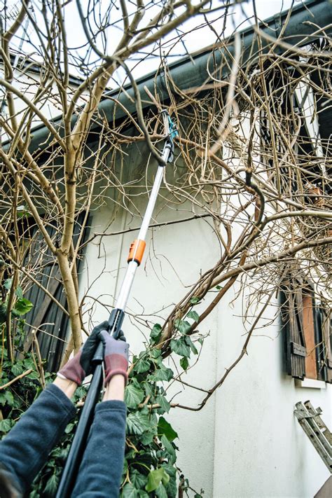 Ilustrácia správneho strihania konárov vŕby