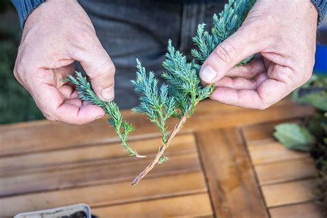 Ilustrácia odrezkov vŕby pripravených na zakorenenie