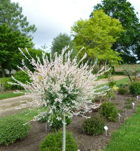 Záhrada s japonskou vŕbou na kmienku ako solitér