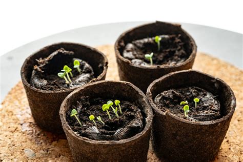 Infografika s časovou osou klíčenia semien petržlenu