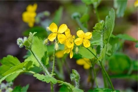 Ilustrácia rastliny Lastovičník väčší s charakteristickými žltými kvetmi a listami.