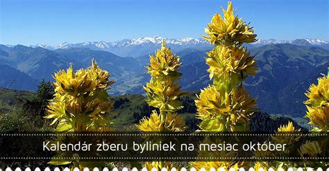 Ilustrácia zberu byliniek v rukaviciach.