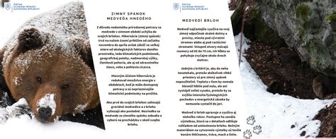 schéma prípravy zvieraťa na zimný spánok - zber potravy, ukladanie tuku, hľadanie úkrytu