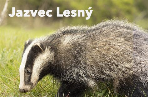 koláž obrázkov zobrazujúcich pravých a nepravých zimných spáčov (ježko, netopier, medveď, jazvec)