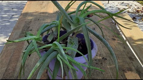 ilustračné foto: odnože aloe vera s koreňmi pripravené na presádzanie