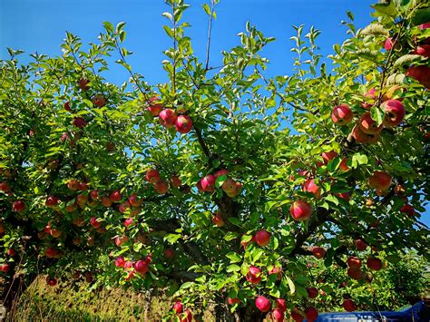 Zrelé jablká a hrušky na konároch