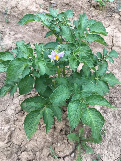 Ilustrácia rastliny ľuľka zemiakového s hľuzami