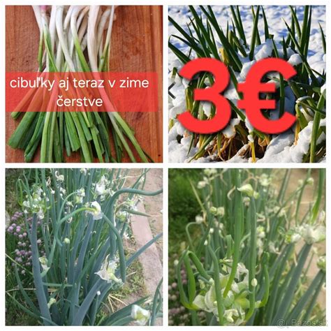 infografika porovnávajúca šalotku a cibuľu