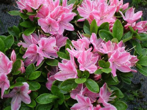 Azalka japonská 'Kermesina Rose' s ružovo-bielymi kvetmi