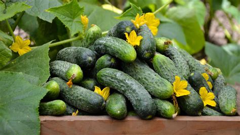 ilustrácia listu uhorky napadnutého plesňou s typickými škvrnami