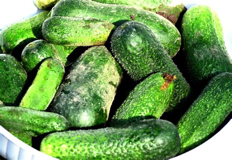 fotografia čerstvých uhoriek s rozprašovačom a mliekom v pozadí