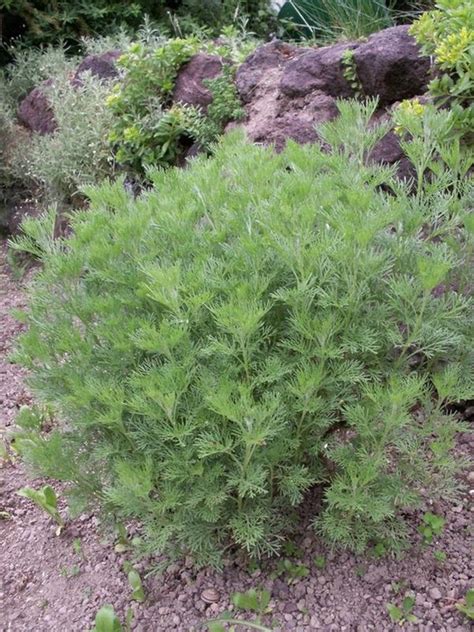 ilustračné foto rastliny Artemisia abrotanum 'Cola'