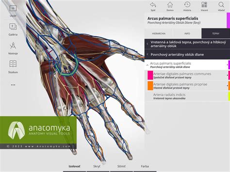 Ilustrácia anatómie psieho pazúra s vyznačeným quickom