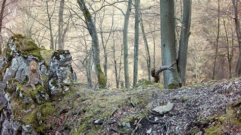 ilustrácia machu v prírode, detailné zábery