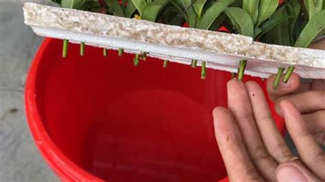 Ilustrácia procesu zakoreňovania odrezkov verbeny v nádobe