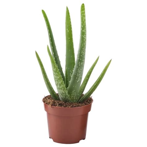 Ilustrácia rastliny Aloe vera v kvetináči
