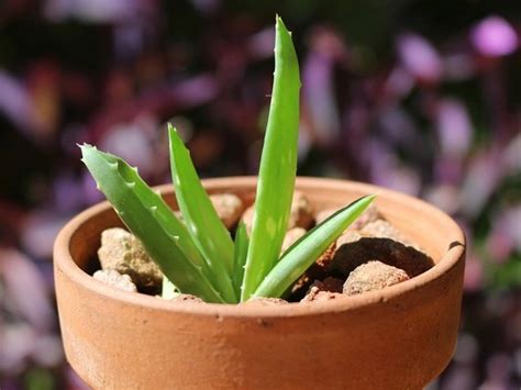 Detailné foto: substrát a drenáž pre Aloe vera